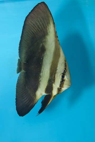 Orbicular Batfish (Platax orbicularis) in Aquarium
